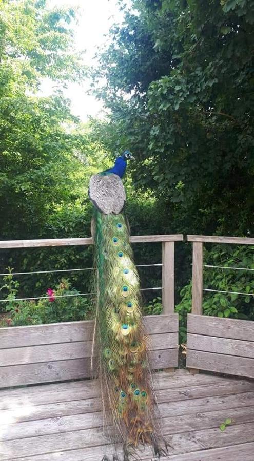 La Petite Motte Villa Ceton Dış mekan fotoğraf